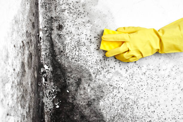 Best Mold Damage Repair  in Harrison, MI