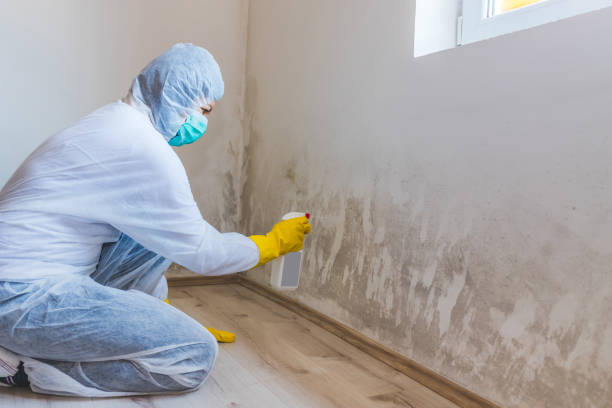 Best Mold Testing  in Harrison, MI
