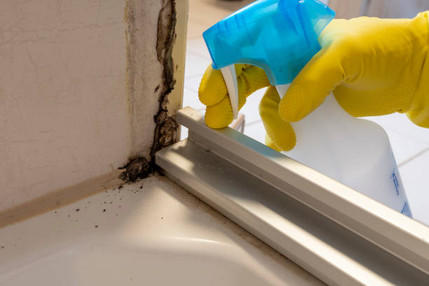 Best Certified Mold Removal  in Harrison, MI