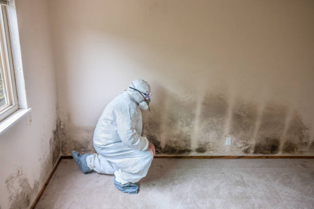 Office Mold Removal Services in Harrison, MI