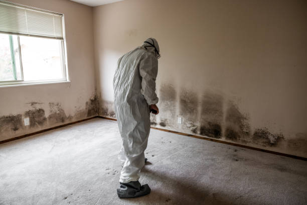 Best Mold Cleaning Services  in Harrison, MI