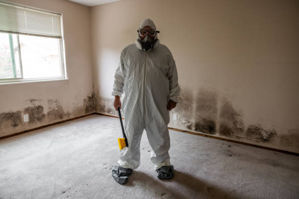 Best Local Mold Removal Service  in Harrison, MI