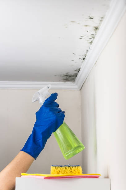 Best Mold Removal Near Me  in Harrison, MI