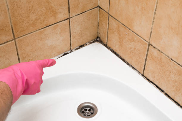 Best Commercial Mold Removal  in Harrison, MI